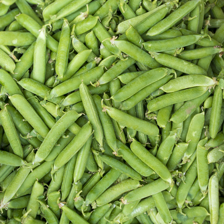 Freash green pea background in the basketの写真素材