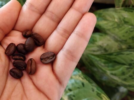 Coffee beans in hand on green leafy backgroundの写真素材