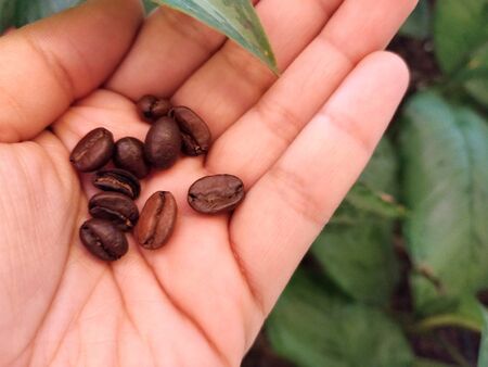Coffee beans in hand on green leafy backgroundの写真素材