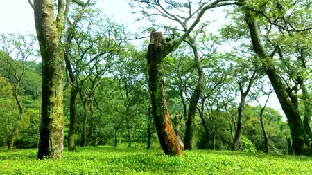 Tea gardens of Indiaの写真素材