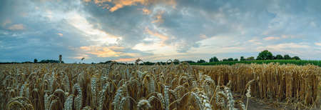Panorama view of beautiful countryside scene cultivated fields. Rural landscape with wheat field in countryside. Wheat ears foreground of a corn field by sunset.の写真素材