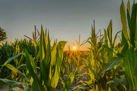Corn field by sunset sun with sunflare against cloudless sky. Maize field with sunset sun. Maize with the male flowers at the top of the plant.の写真素材