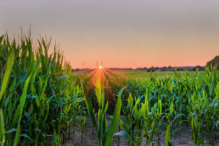 Corn field by sunset sun with sunflare against cloudless sky. Maize field with sunset sun. Maize with the male flowers at the top of the plant.の写真素材