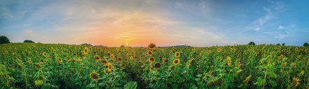 Panorama of blooming sunflowers with beautiful sunset. Agriculture crop fields of yellow sunflowers. Field of sunflower and phacelia tanacetifolia. Border field of flowers for pollinating insects.の写真素材