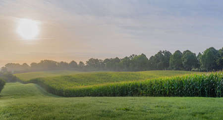 Sunrise over the field. Corn field by sunrise sun with fog. Maize field with sunset sun and fog. Misty sunrise over field.の写真素材