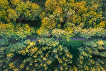 Aerial view of beautiful road crossing an autumn forest. Country road through autumn forest. Autumn...