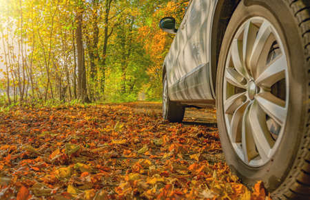 Car on road in autumn day in the park. Colored leaves lie under the vehicle's wheels. Falling autumn leaves under car tires in autumn. Dangerous foliage under car tires in autumn.の写真素材