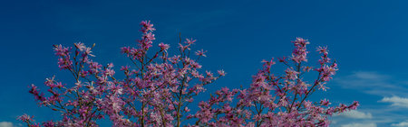Panoramic view of magnolia tree blossom in springtime against blue sky. Magnolia blossom spring...
