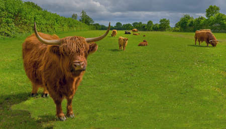 View of grazing highland cows. Highland cows with calfs.の写真素材