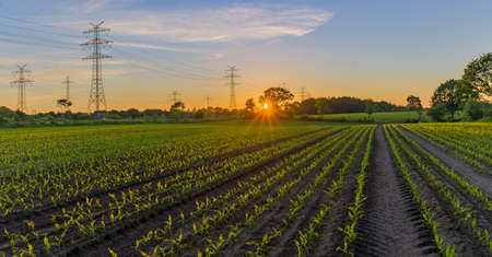 Rows of young, freshly germinated corn plants and high voltage transmission line towers. Sprouted green young maize on organic soil and electricity pylons. Corn seedling sprouts inの写真素材