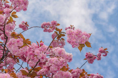 Sakura blossom on blue sky background. Tender pink sakura flowers. Romantic greeting card. Nature in Japan. Blooming cherry tree. Sakura branch with flowers and leaves. Japanese gaの写真素材