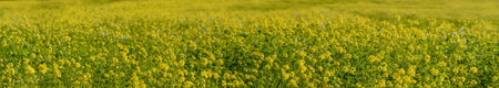 Panoramic view of rural landscape with field mustard. Rural meadow covered with yellow flowers (Sinapis arvensis). Mustard plants for cover cropping in organic farming.の写真素材
