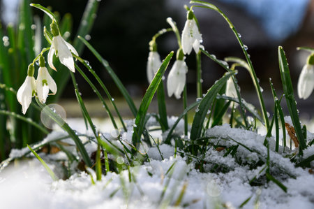 Snowdrop flowers (Galanthus nivalis) growing out of the snow. Spring snowdrop flowers.の写真素材
