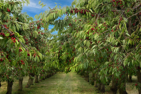 Cherry trees in orchard bearing fruits on the branch. Red cherries hanging on a cherry tree branch. Ripe red cherry grows on a tree in an orchard. Cultivation of fruits. Nature's nの写真素材