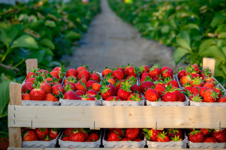 Strawberries in a wooden box on the background of a strawberry fieldの写真素材