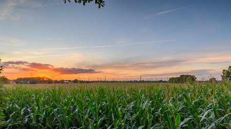 Corn plants with tassels standing in a vast field illuminated by the warm glow of sunset light. Maize with the male flowers at the top of plant.の写真素材