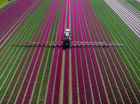 Tractor working in tulip fields. Tractor with fertilizer spreader in spring. Aerial shot of tractor with sprayer against diseases. Flower farming. Tractor Spraying Among multicolorの写真素材