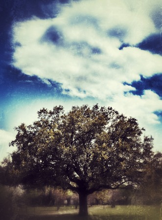 Grunge treeの写真素材