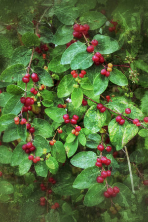 textured wild berry backgroundの写真素材