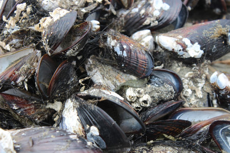 Clams