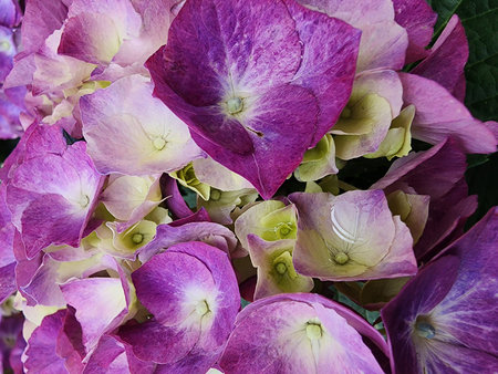 Purple and white hydrangea flowers, close-up