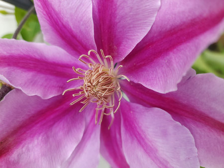 Beautiful purple clematis flower, close-up shot.