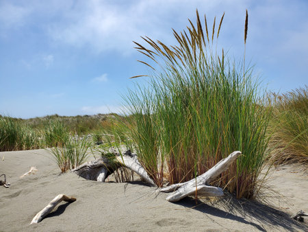 Dune grass and drift woodの写真素材