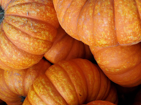 pumpkin background, closeup of orange pumpkins, autumn harvestの写真素材