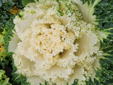 Close up of ornamental cabbage, ornamental cabbage, ornamental cabbageの写真素材
