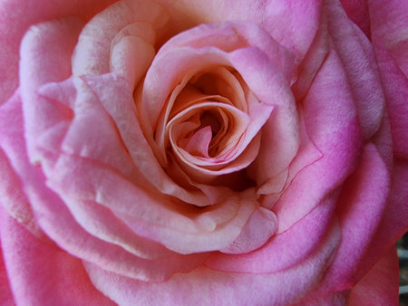 Pink rose close-up, natural floral background, selective focus.の写真素材