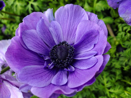 purple anemone flower in the garden on a sunny dayの写真素材