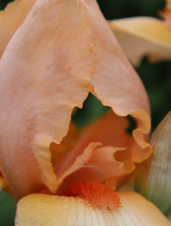Beautiful iris flower close-up, macro photography, selective focusの写真素材