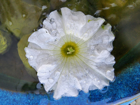 White petunia flower in a glass bowl with water droplets.の写真素材