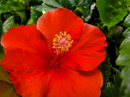Red hibiscus flower with green leaves in the garden.の写真素材