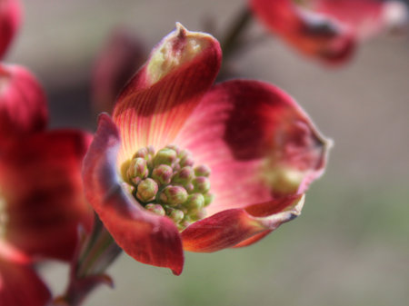 Close up of red dogwood blossom in early springtime.の写真素材