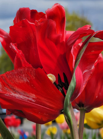 Red tulips in the garden, close-up. Spring flowers.の写真素材
