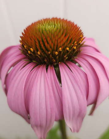 Echinacea purpurea, also known as coneflowerの写真素材
