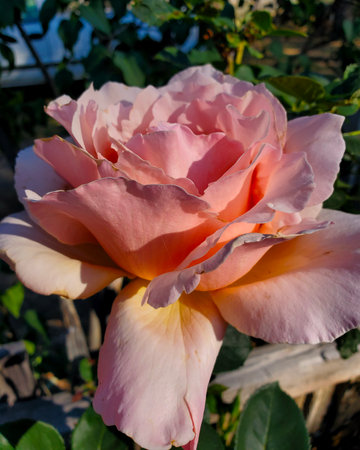 Beautiful pink rose in the garden on a sunny summer day.の写真素材