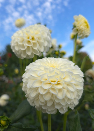 White dahlia flowers in the garden on blue sky background.の写真素材
