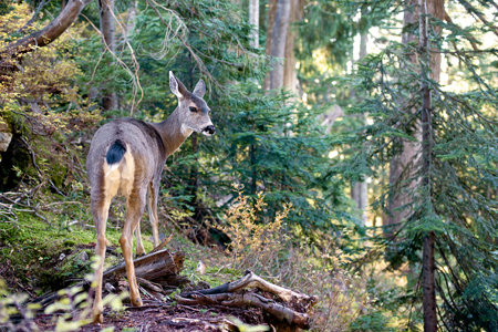 Morning Deer