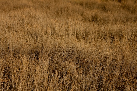 dry grass in backgroundの写真素材