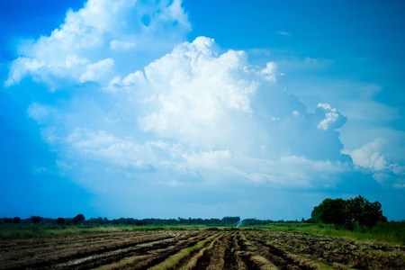 field with blue sky in thailandの写真素材