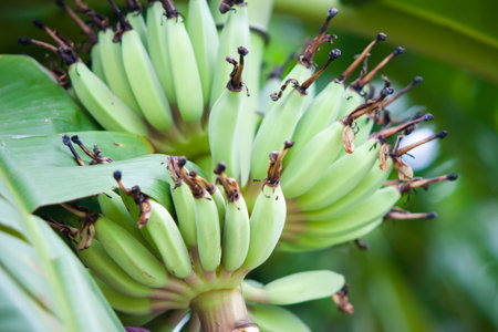 Green bananaの写真素材