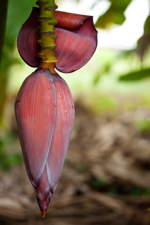 blossom of  bananasの写真素材