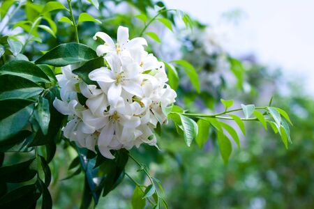 white flowerの写真素材