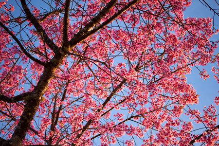 Beautiful pink sakura flowerの写真素材