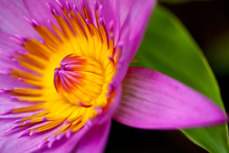purple lotus