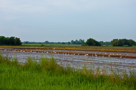 Birds in the fields.