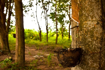 tree rubberの写真素材