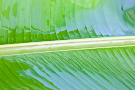 green banana leafの写真素材